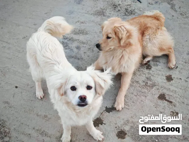 لولو فوكس للبيع