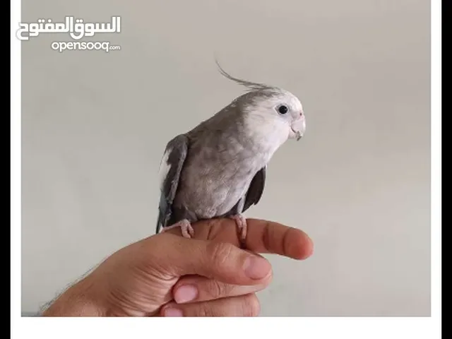 بغبغاء متكلم فصيييييييييييح جدان