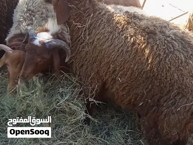 خرفان سوريات ربي يبارك تلاتة خرفان