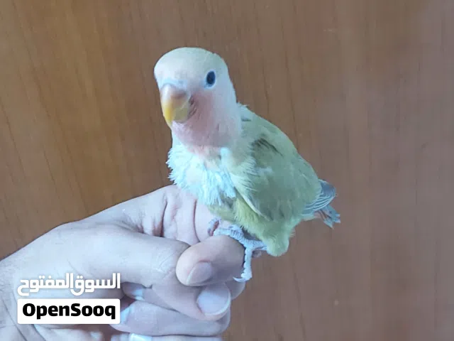 غندروه ربه للبيع السعر 40/ العنوان البصره البراضعيه شارع سيد امين...................................