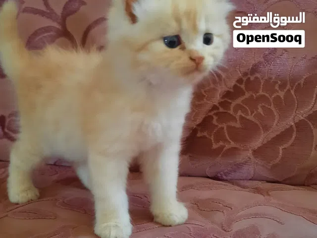 قطط هيمالايا ع شيرازي وبرة طويلة وكثيفة