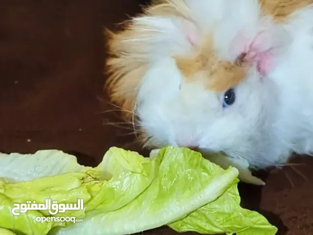 ارنب هندي . ارانب هندية . guinea pig ....