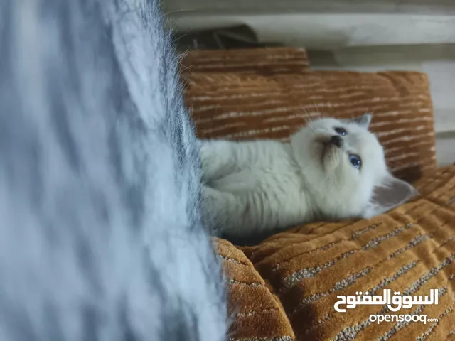 Pure Scottish Straight Ears