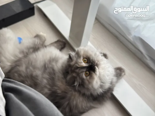 قطه انثى لعوبه جداً 27 ورقه