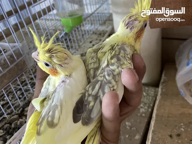 فروخ كروان احجام الألمانية وصحة ممتازة جدا