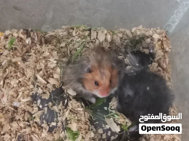 هامستر منوع الوان حلوا