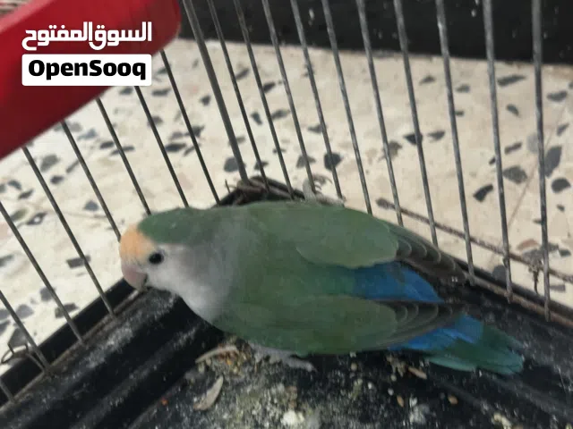 انثى بركديلو واتيه سعرها 100 ريش ملاخير