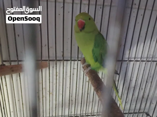 طيرتين دره أهالي  أحجام سوبر وحده اليفه قفص