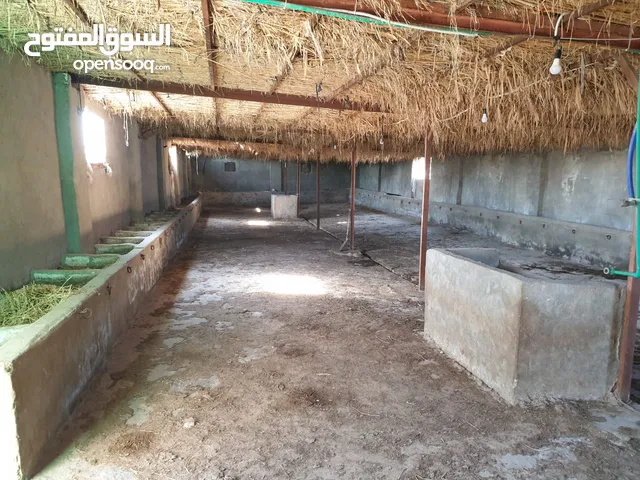 3 Bedrooms Farms for Sale in Alexandria Amreya