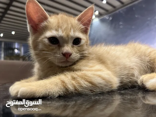 Arab cat (orange)