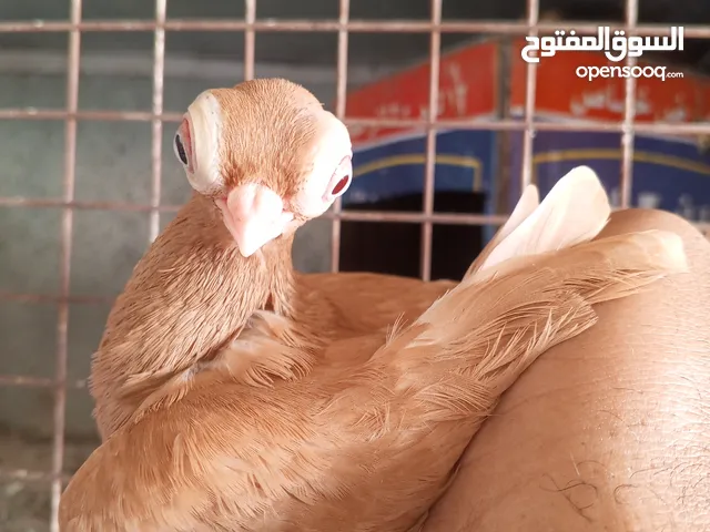 جوز حمام فينرات اصفر vip