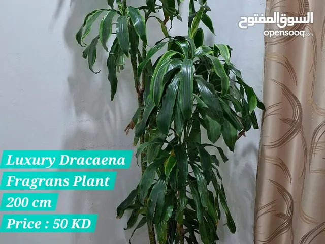 luxury Dracaena indoor plant for sale