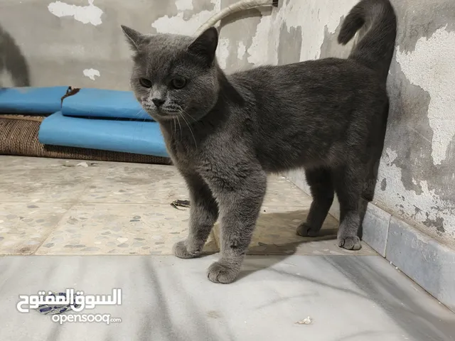 (بسة سكوتش )