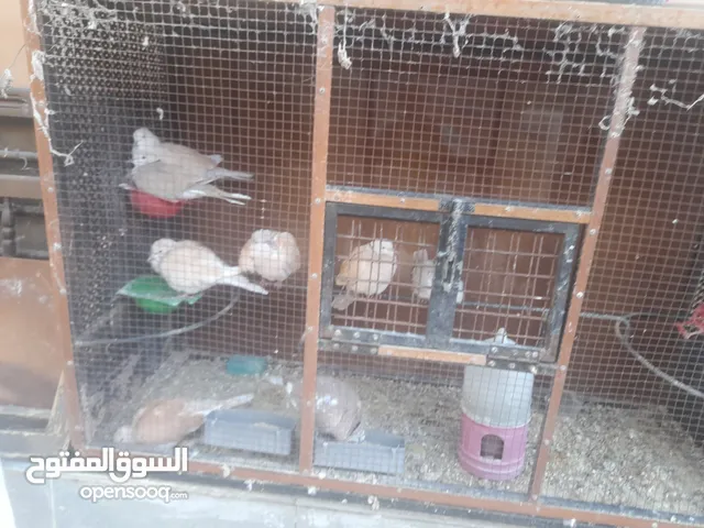حمام ياكريم للبيع