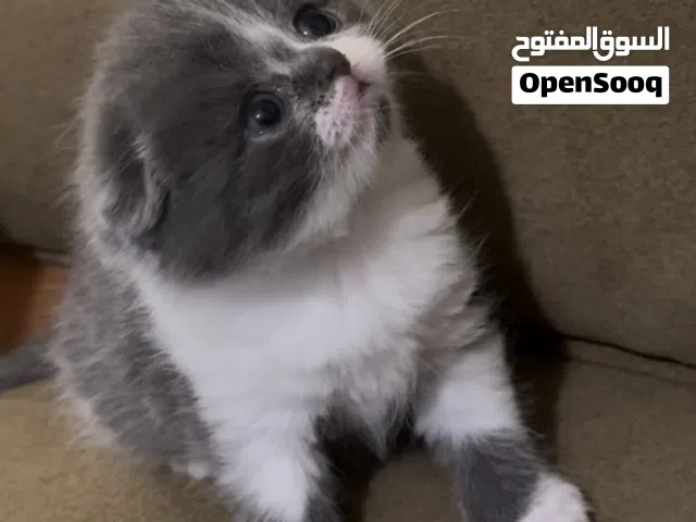 قطط للبيع صغيرة برتش شورت هير فولد