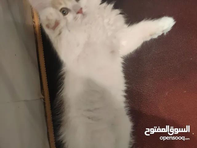 كتنز بيع بسعر رمزي عمر شهرين ذكر وانثى معهم لتر بوكس ورمل وعلبة دراي فود شرط شراء التنين سوا
