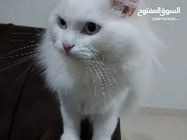 قط شيرازي للبيع