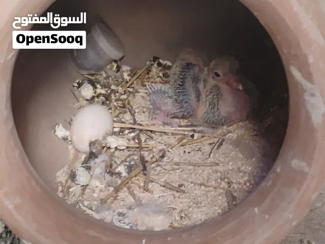 زوج حمام بولنديات مع فرج وزوج  حمام قلابات مع اثنين فروخ