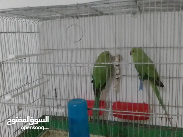 جوز دره للبدل على اي جوز