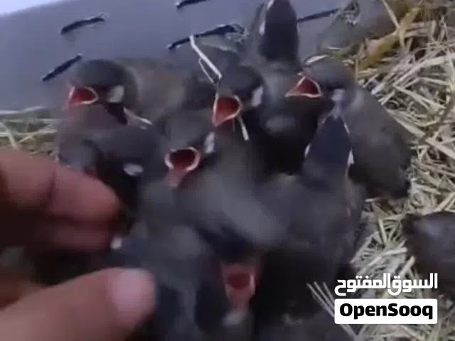 افراخ بلابل