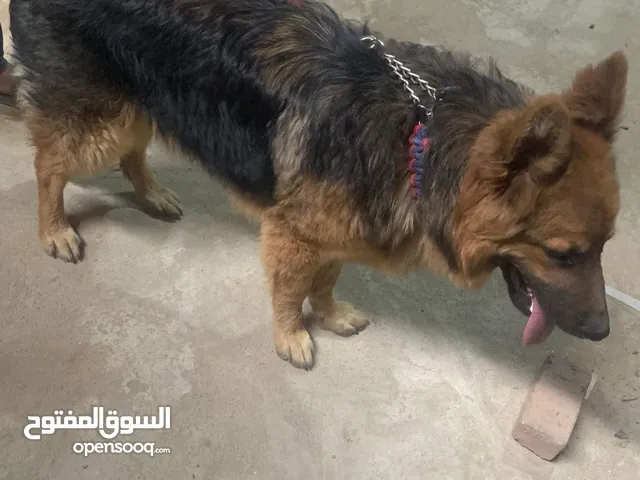 كلب جيرمان شيبرد لونج هير مميز