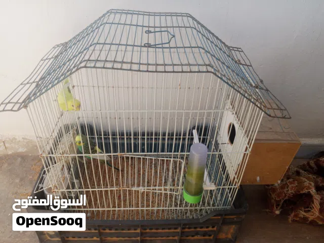 بقلينو انجليزي للبيع