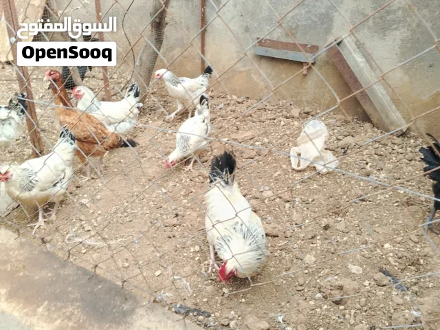 دجاج إنجليزي سا يكس نخب