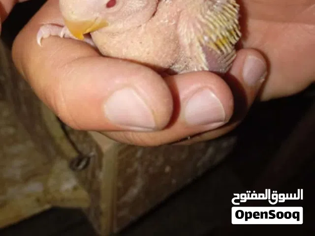 كوكتيل شغال تحته بيض وفراخ جواز كلها شغاله وعصفير حب في البينو عينه حمرا ابيض اصفر روز فيشر تشكيله