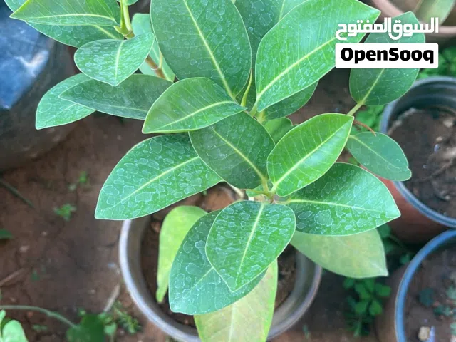 نباتات خارجية للزينة في منها زهور وفي بدون وفي انواع ثانية غير الي بالصور