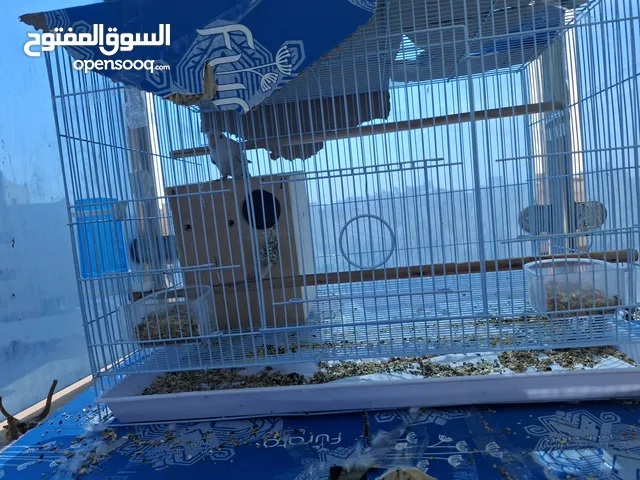 top quality love bird pair