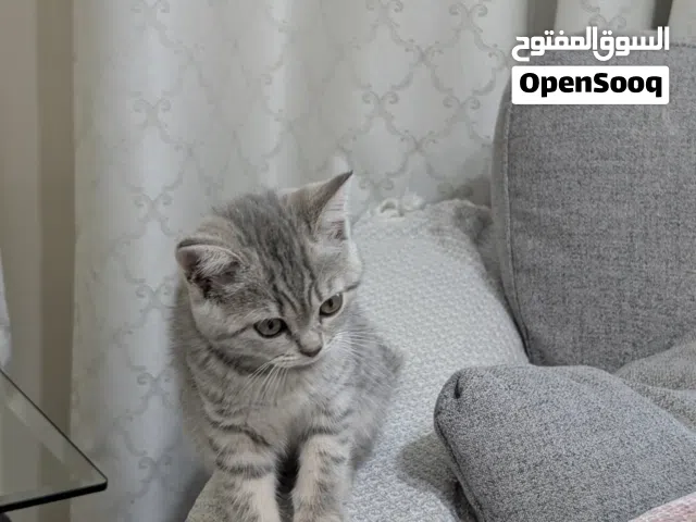 بريتيش شورت هير