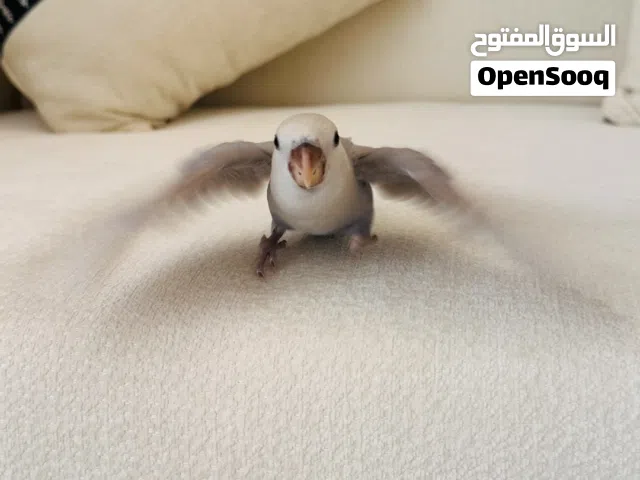 فرخ روز للبيع اقراء الوصف مهم