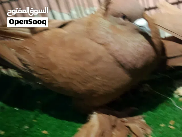 ياالله متاح حمام رواعب شوف للوصف