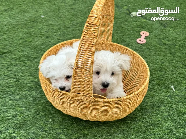 Maltese puppy’s