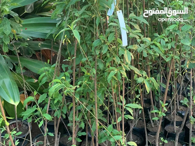 أشجار الزينة والمثمرة بنسيانا تيولف بيذام أصفر وأحمر ليمون برازيلي عماني مصري تايلندي برتقال مصري