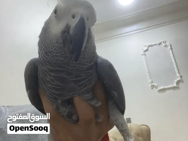 ببغاء كاسكو جامبو نثيه متكلم واليف يحجي 20 كلمه وذكي كلش ويتعلم بسرعه وريشه كامل اقروا الوصف