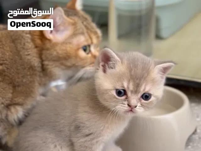 قطط سكوتش ستريت بيور