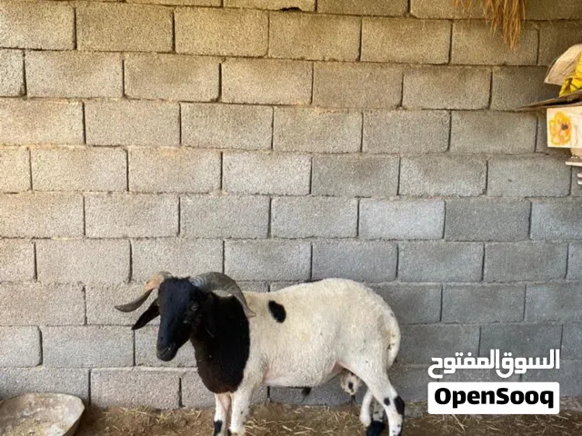 خروف مش مبدل للبيع