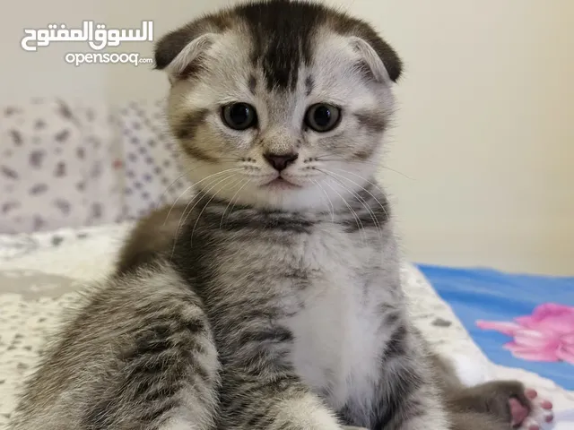 2 months Scottish Fold Kittens