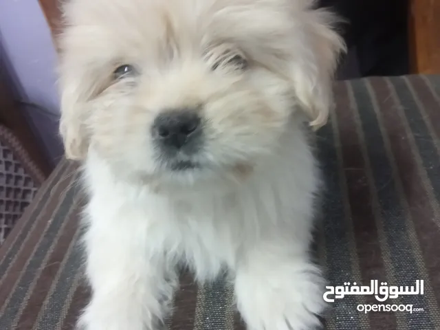 كلاب أخرى للبيع او التبني في الإسكندرية : كلب أخرى : افضل سعر