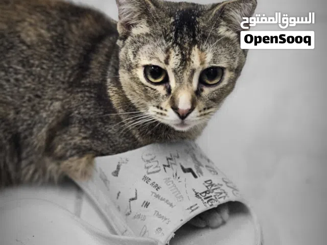 قطة انثى للتبني سكوتش فولد هجين