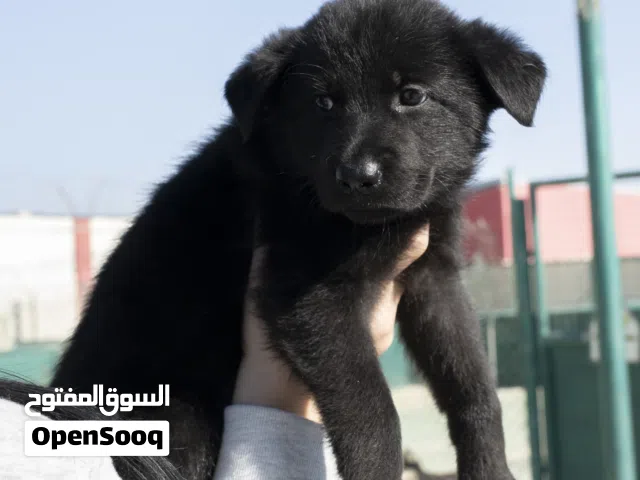 جيرمن شيبرد بيور للحراسه..بلاك.. وورك لاين