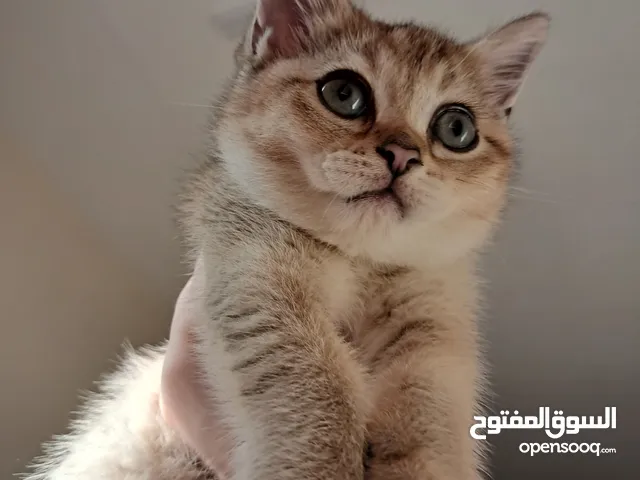 انثى مستواااااااااااااااااااااااا عالي لعوبة