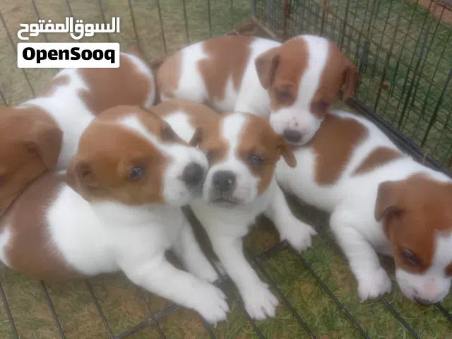 pure jack russell puppy