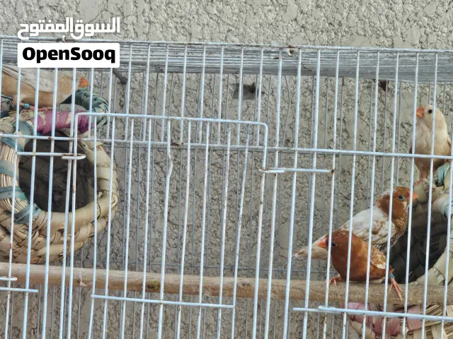 فنجس فول اورنج