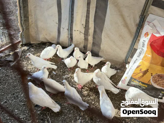 حمام فرنسي
