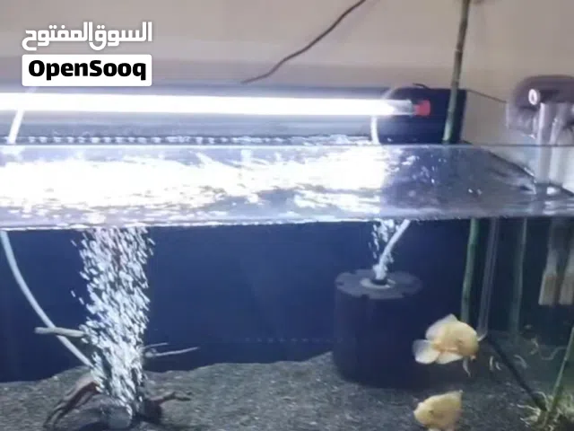 حوض سمك متر ×50×50