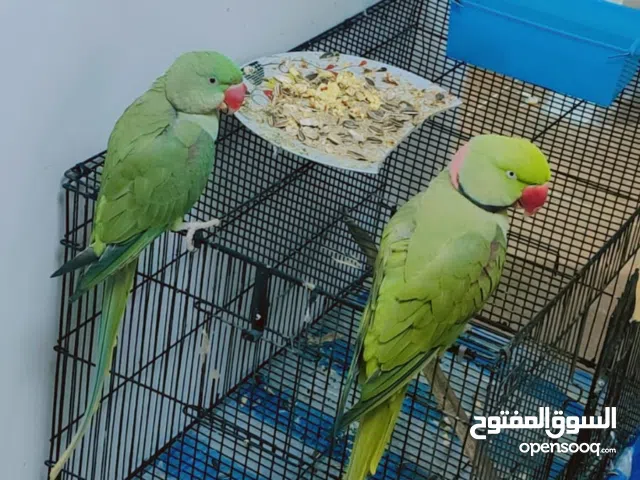 Raw friendly pair for sale 2399AED