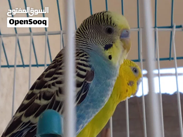 طيور البادجي