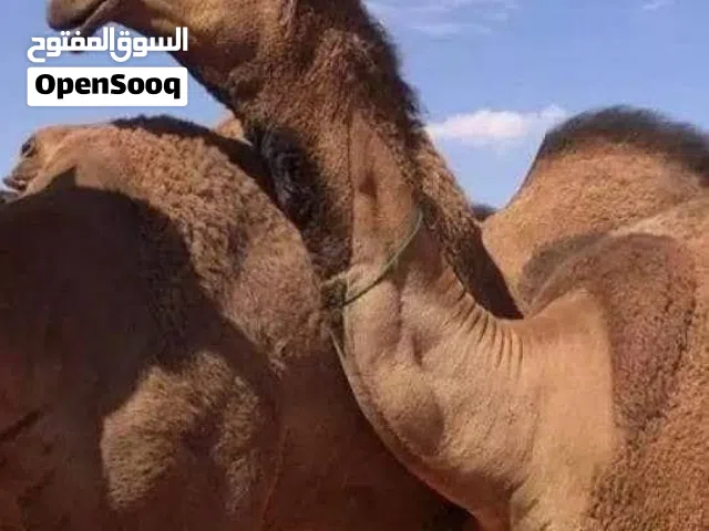 حلاقة وغسيل ابل كل مناطق الكويت